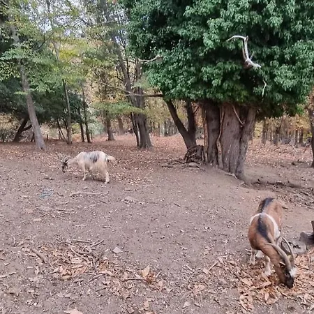 Bed & Breakfast Domaine Colonna Santini ,chambre D Hotes Piscine, 4*