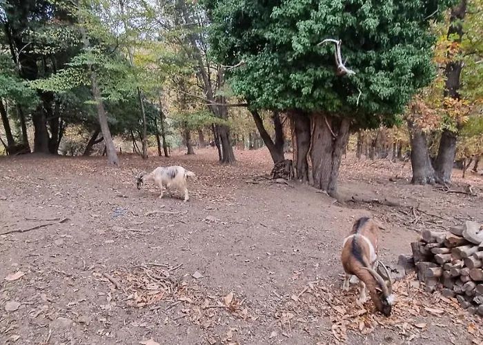 Panzió Domaine Colonna Santini ,chambre D Hotes Piscine, 4*
