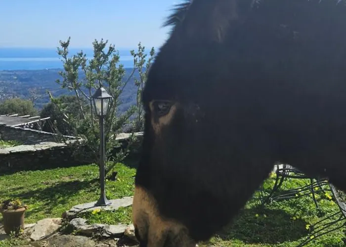 Domaine Colonna Santini ,chambre D Hotes Piscine,